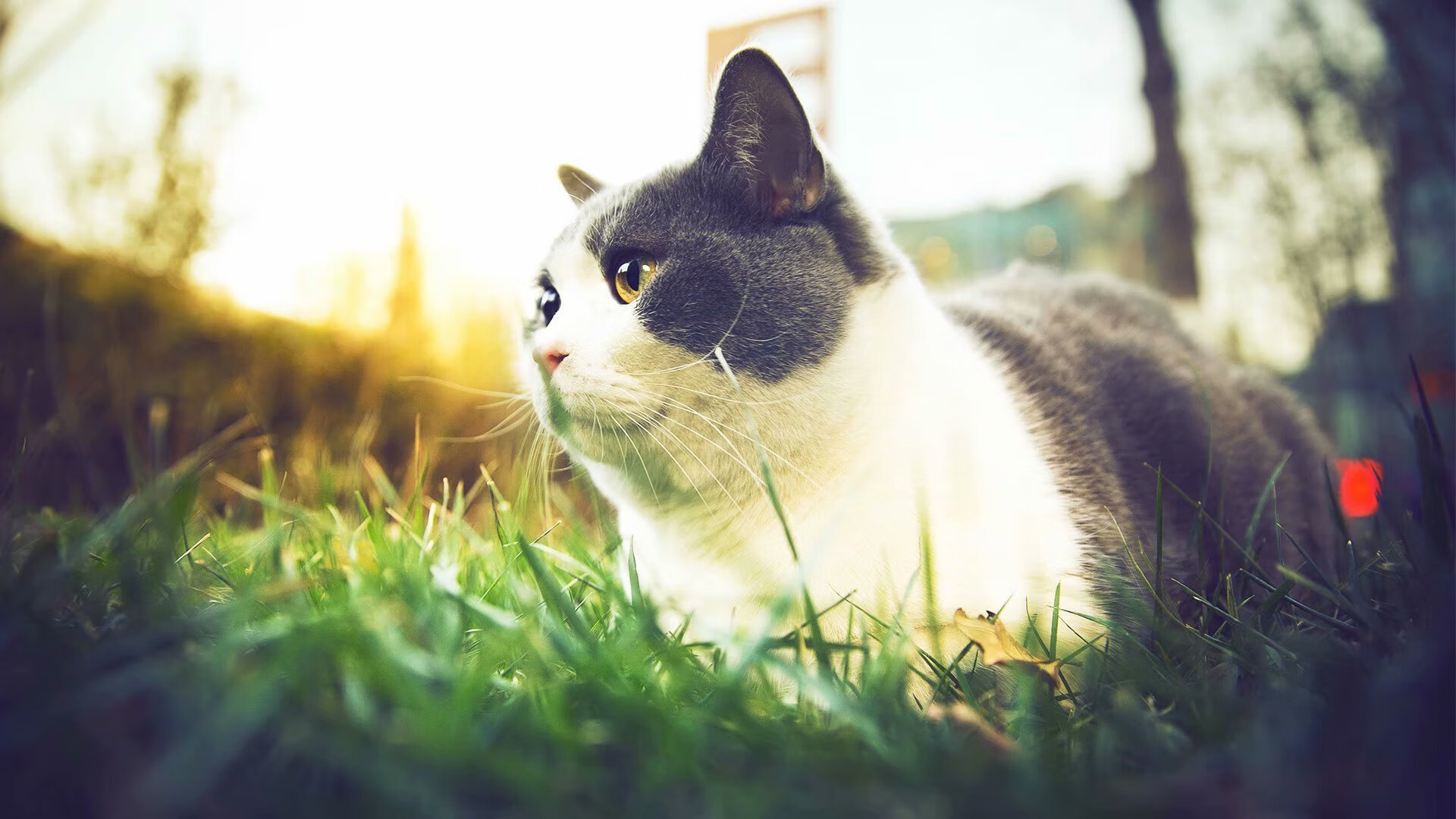 全国青少年排球锦标赛激烈角逐,全国青少年排球比赛时间