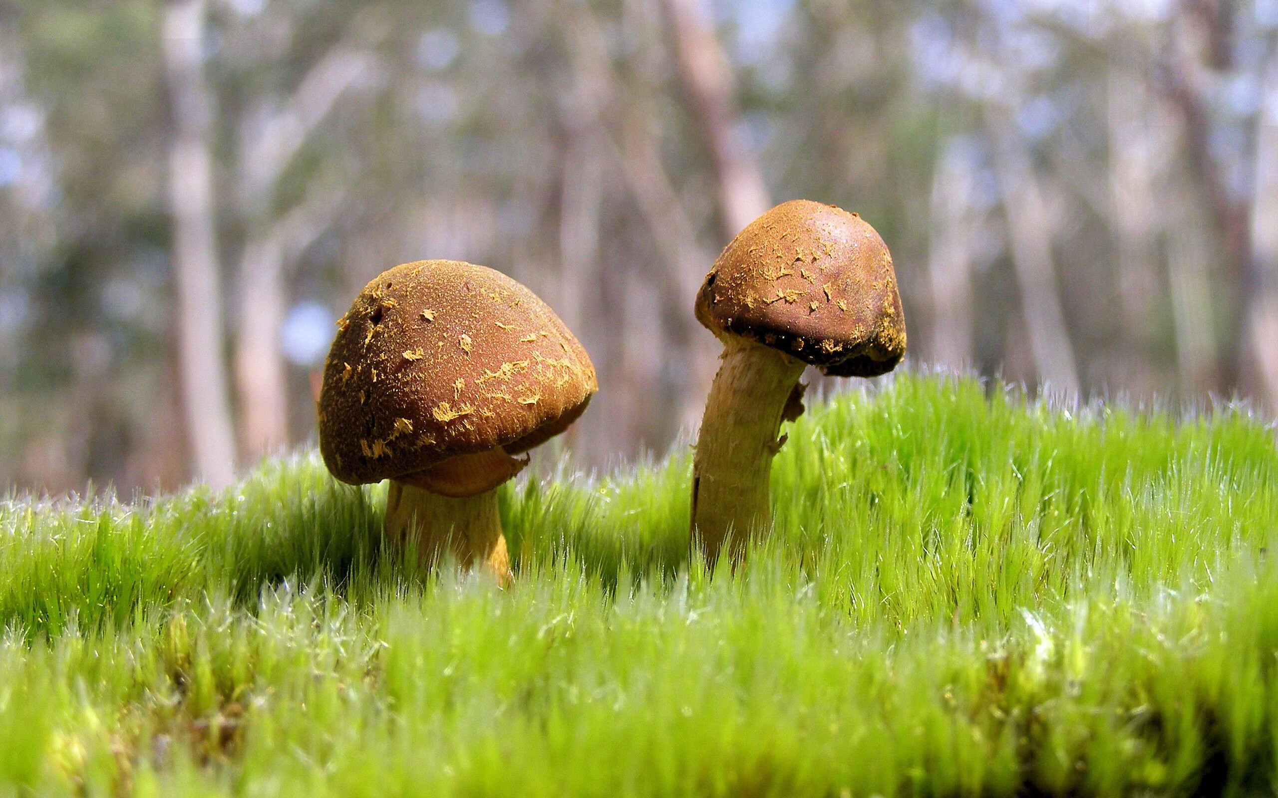 “滚球运动:成都三叉湖赛场引爆运动热潮”