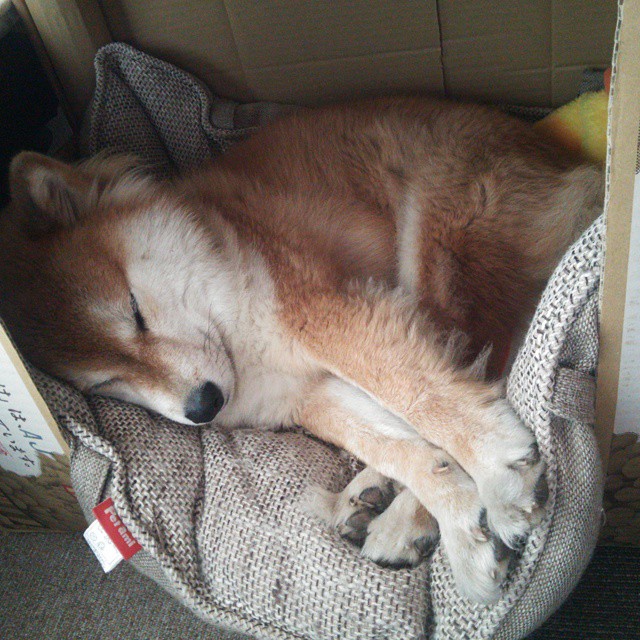 爱游戏入口-加拿大队在国际乒联混合团体世界杯中的亮眼表现与技术亮点，加拿大国家队乒乓球