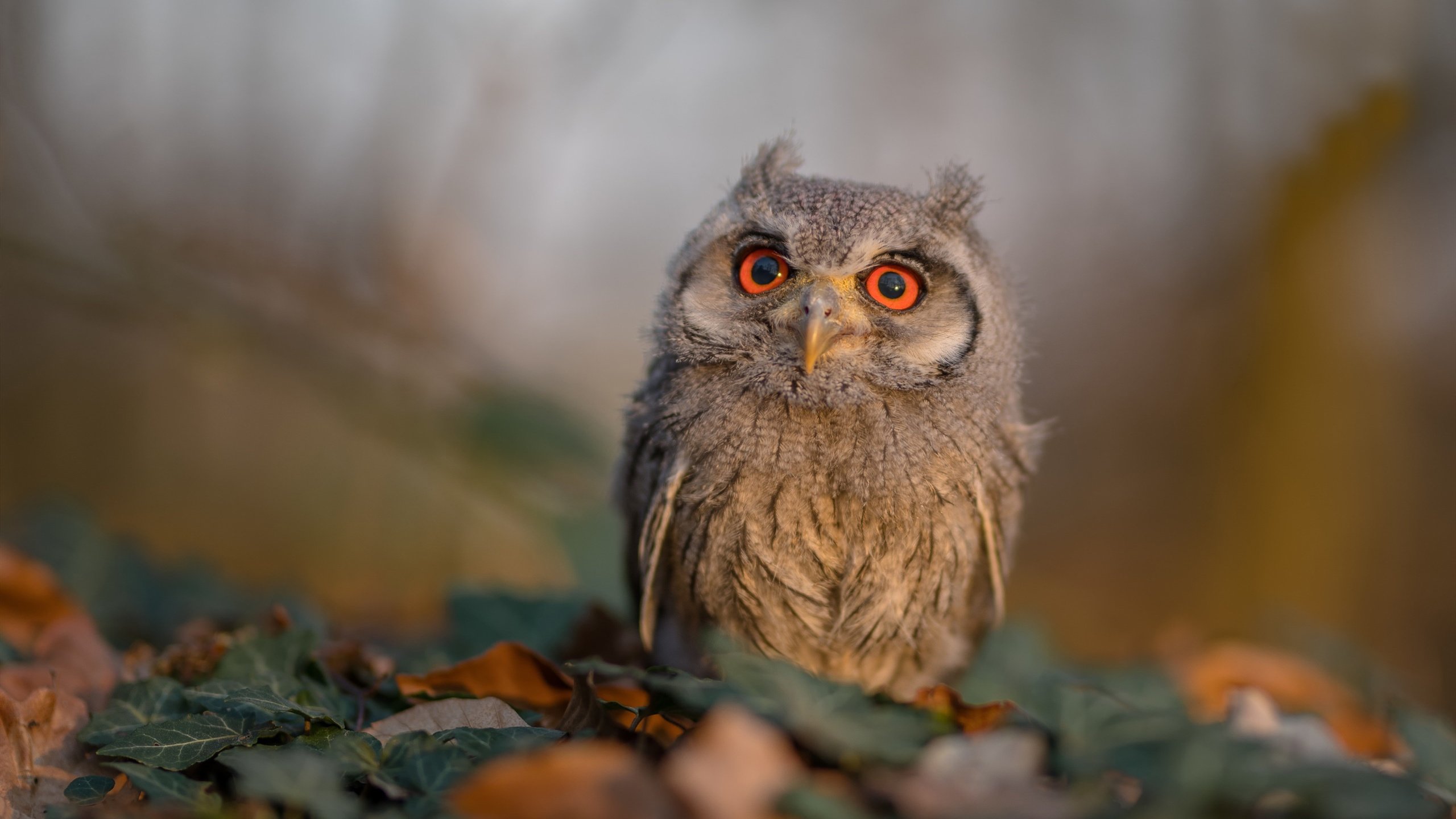 加拿大队在国际乒联混合团体世界杯中的亮眼表现与技术亮点，加拿大国家队乒乓球